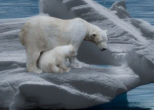 Osos polares cambio climático